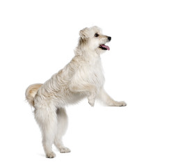 Pyrenean Shepherd standing in front of white background