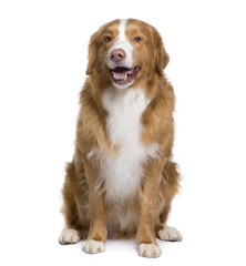 Bastard dog, 6 years old, sitting in front of white background