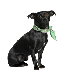 Mixed breed dog sitting in front of white background