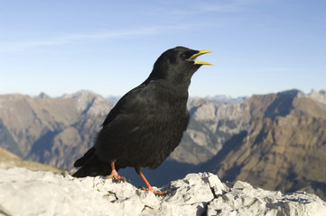 Alpendohle