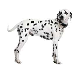 Dalmatian, 2 years old, standing in front of white background