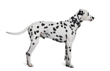 Dalmatian, 2 years old, standing in front of white background