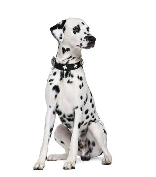 Dalmatian, 2 years old, sitting in front of white background