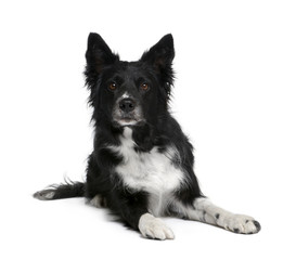 Fototapeta premium Border Collie, 6 years old, sitting in front of white background