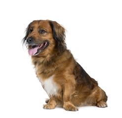 Bastard dog, 10 years old, sitting in front of white background