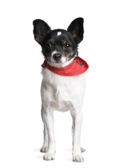 Bastard dog standing in front of white background