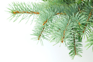 close-up horizontal fir-tree branch