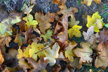 feuille