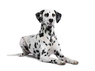 Dalmatian lying down in front of white background