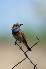 Bluethroat (Luscinia svecica)