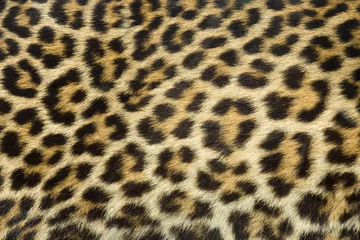 Fototapeten Leopardenfell Textur (echt) © Vladimir Sazonov