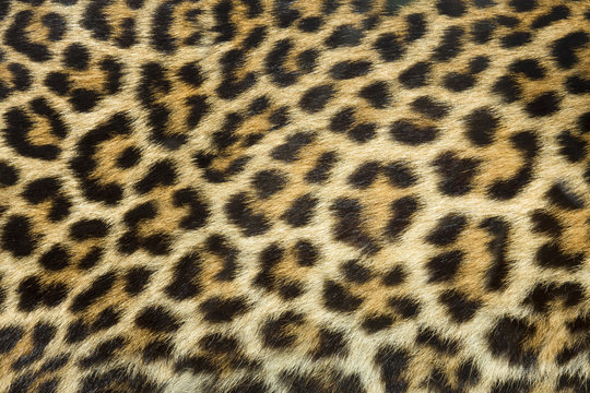 Fototapeta leopard fur texture (real)