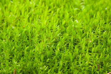green moss