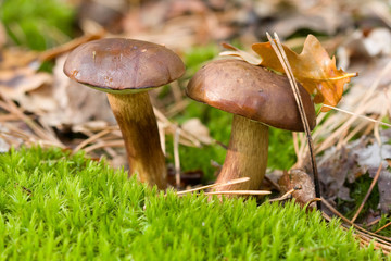 Beautiful mushrooms