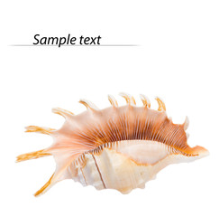 Obraz premium Seashell