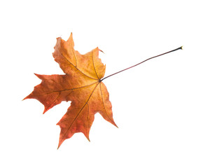 autumn leaf