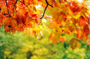 Naklejka na ściany i meble beautiful colorful autumn leaves in the park