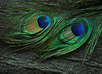 Fototapeta premium fabric and peacock feathers
