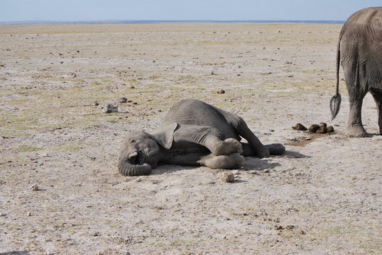 Fototapeta Elefant