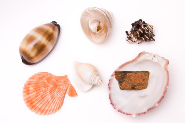 Sea shells isolated