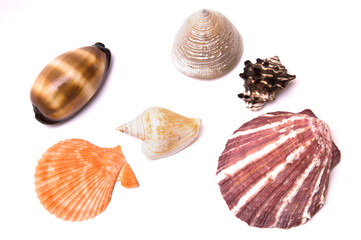 Sea shells isolated