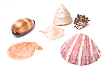 Sea shells isolated