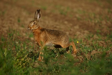 Feldhase (Lepus europaeus)