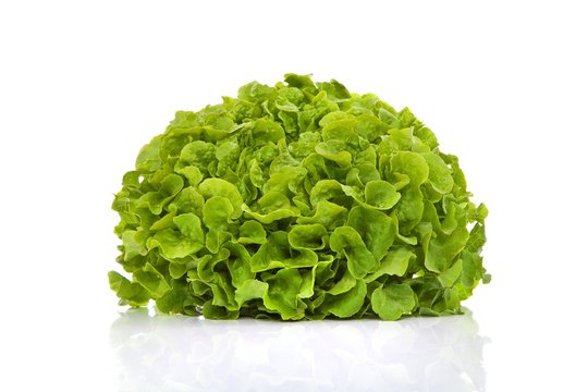 eichblatt salat gr&uuml;n