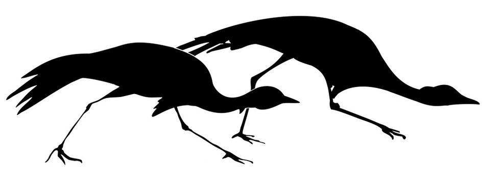illustration attacking cranes on white background
