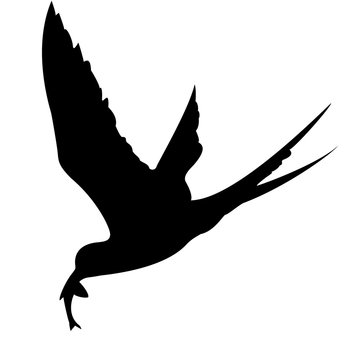 Silhouette Of The Sea Bird On White Background