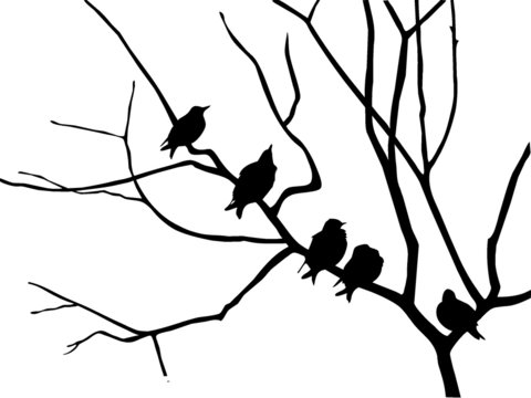 silhouette starling on branch tree