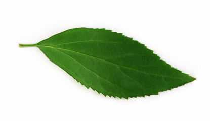 Green leaf isolated