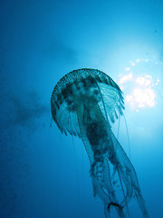 “Nocticula Pelagia” Jellyfish
