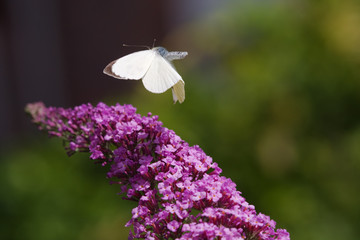 Schmetterling am Schmetterlingsflieder