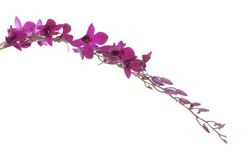 Bouquet orchid