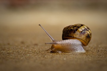 A snail crawling on concrete