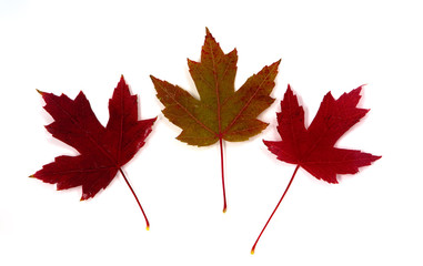 Fall Color Leaves