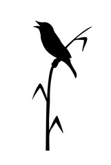 drawing of the bird sitting on reed