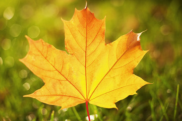 Naklejka na ściany i meble Close-up of autumn leaf ....