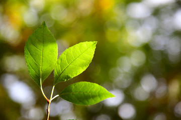 green leaves in autumn forest