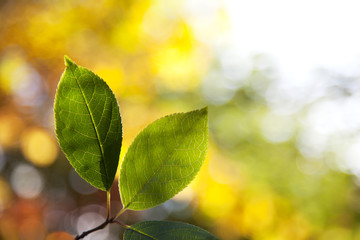 green leaves in autumn forest