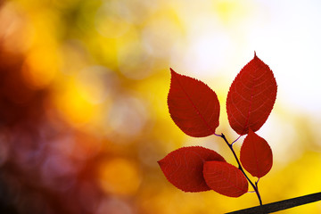 red autumn leaves in forest