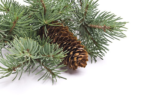 Fir tree branch with cone