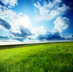 field of spring grass and sun