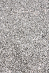 Sunflower seeds