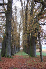 Kastanienallee im Herbst