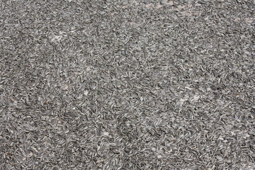 Sunflower seeds