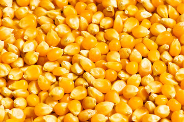 Bright corn kernels arranged as the background