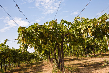 Fototapeta na wymiar Trauben hängen an Rebstöcken im Weinbaugebiet in Venetien