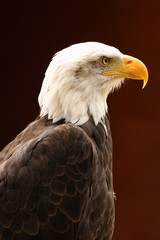 Portrait of a Bald Eagle